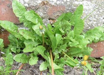 image for Hexham Dandelion