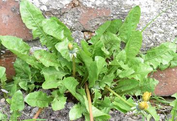 Hexham Dandelion