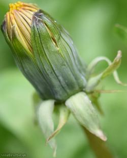 Hexham Dandelion