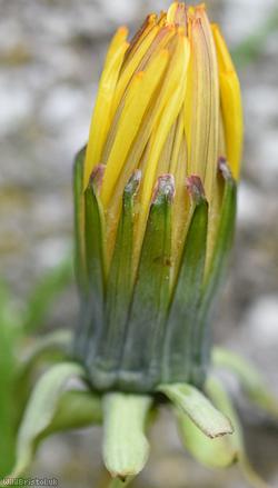Hexham Dandelion