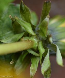 Hexham Dandelion