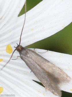 Moth Unidentified 15