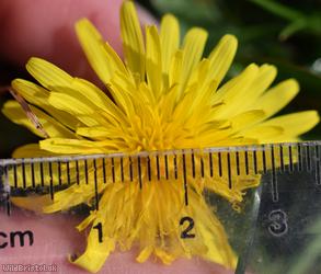 Belgium Dandelion