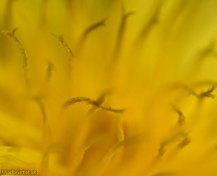 Belgium Dandelion