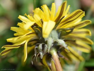 Belgium Dandelion