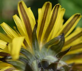 Belgium Dandelion