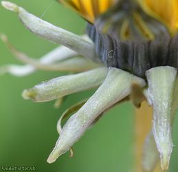 Twisted-bracted Dandelion
