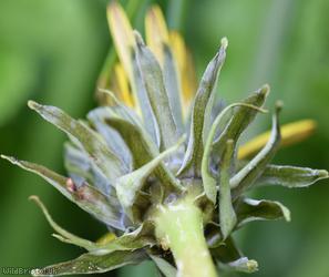 Twisted-bracted Dandelion