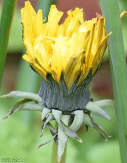 Twisted-bracted Dandelion