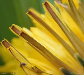 Twisted-bracted Dandelion
