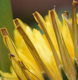 Twisted-bracted Dandelion
