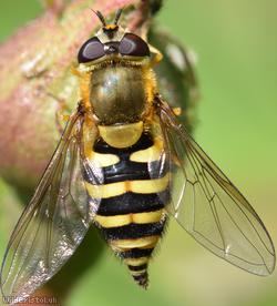 image for Humming Syrphus
