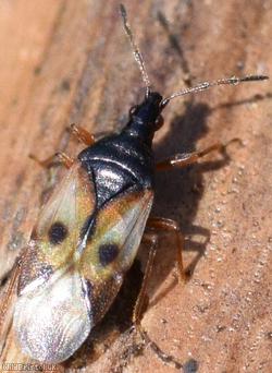 Common Flower Bug