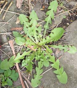 Oblong-leaved Dandelion