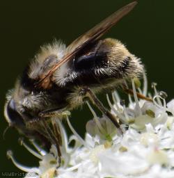 Bumblebee Blacklet