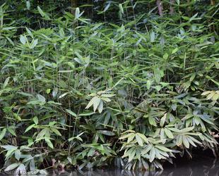 Broad-leaved Bamboo