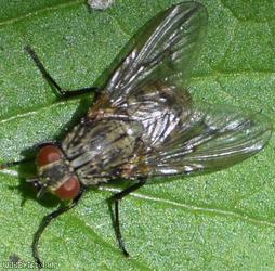 image for Fly Unidentified 44