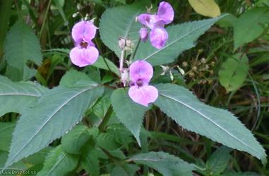 Himalayan Balsam