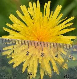 Sharp-lobed Dandelion