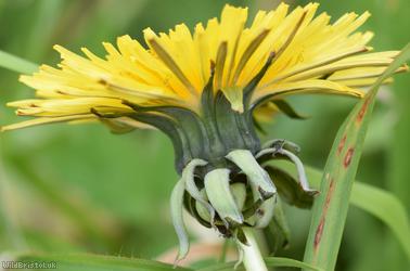 Sharp-lobed Dandelion