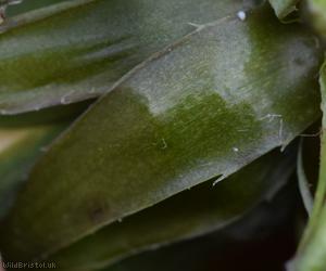 Sharp-lobed Dandelion