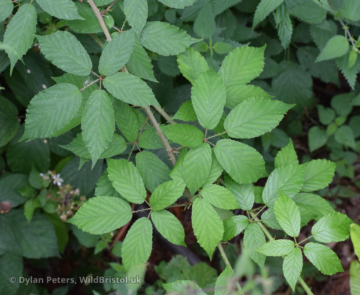 *Rubus* 'Bristol glareosus'