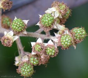 Elm-leaved x Velvet Bramble