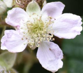 Elm-leaved x Velvet Bramble
