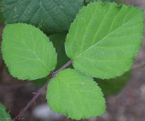 Elm-leaved x Velvet Bramble