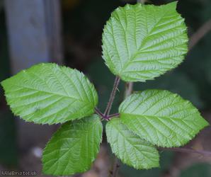 Elm-leaved x Velvet Bramble