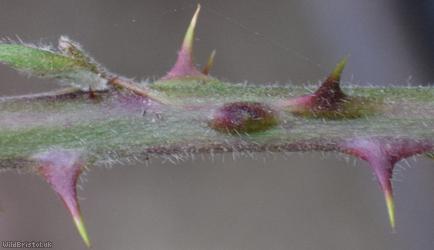 Elm-leaved x Velvet Bramble