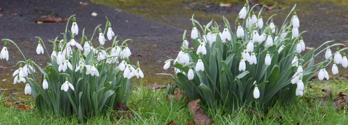 image for Greater Snowdrop