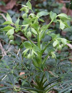 image for Stinking Hellebore