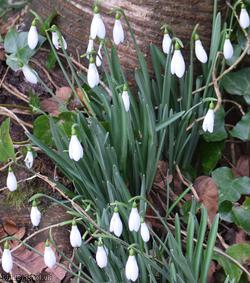 Snowdrop