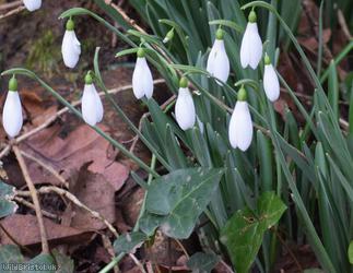 Snowdrop
