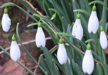Snowdrop