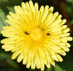 Oblong-leaved Dandelion