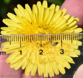 Oblong-leaved Dandelion