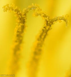 Oblong-leaved Dandelion