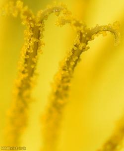 Oblong-leaved Dandelion