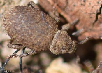 Cathormiocerus aristatus