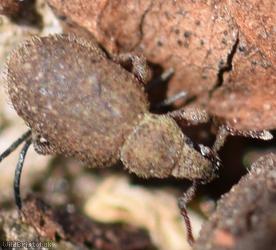 Cathormiocerus aristatus