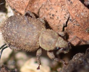 Cathormiocerus aristatus