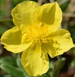 image for Common Rock-rose