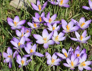 image for Early Crocus