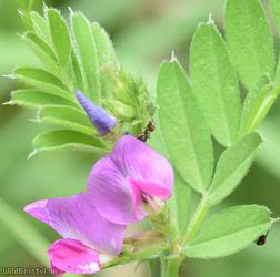 Common Vetch