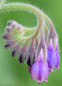image for Russian Comfrey