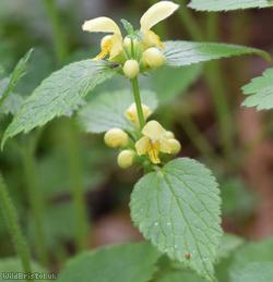 image for Yellow Archangel