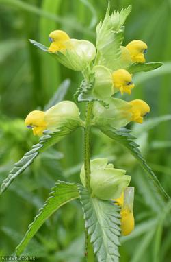 image for Yellow Rattle