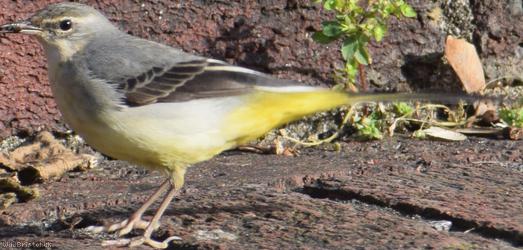 image for Grey Wagtail